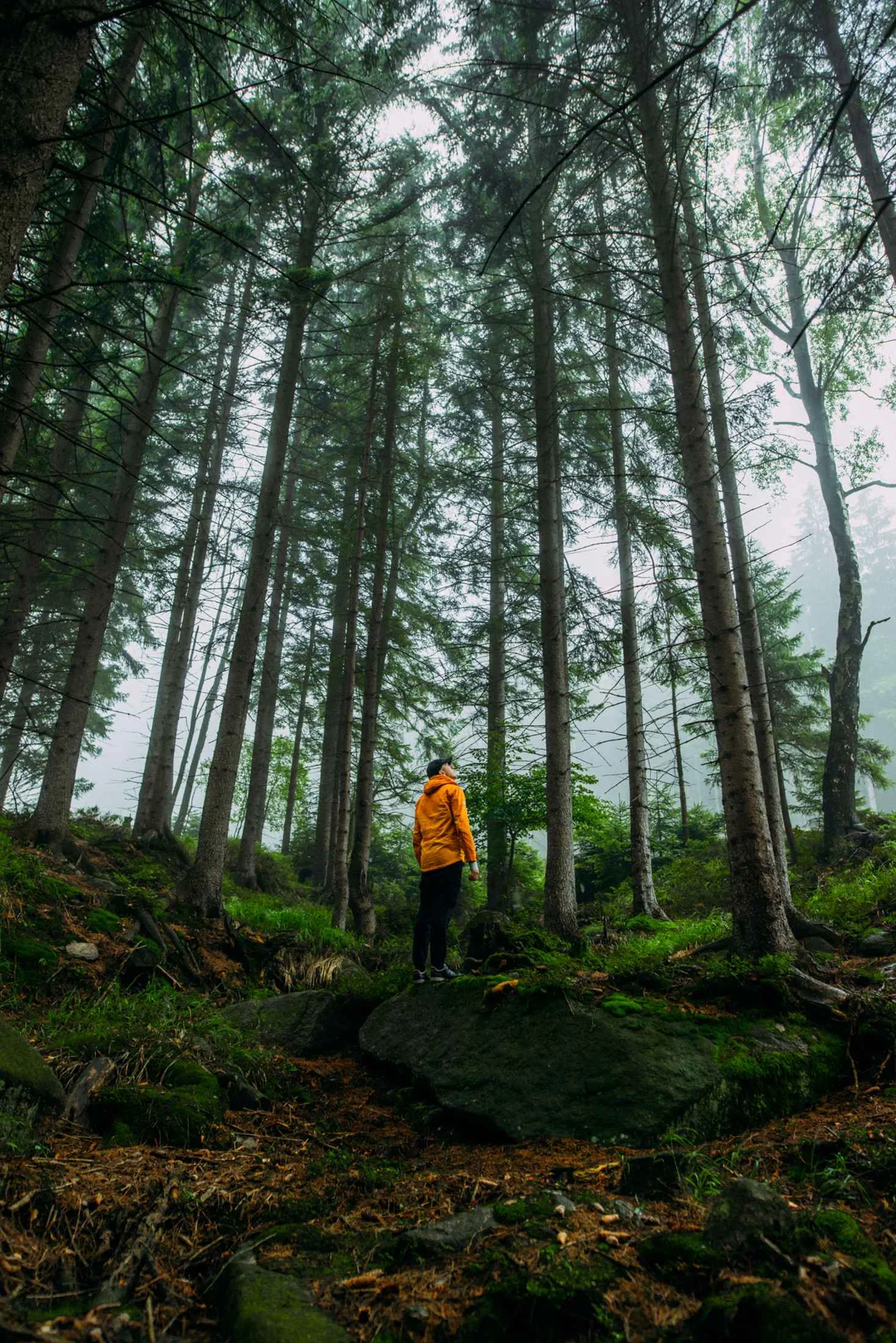Antes de aplicar los presets de Lightroom para Bosque - Foto original sin editar